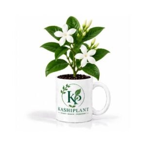 Chandni (Tagar) Plant in Premium Ceramic Mug Planter | Kashi Plant