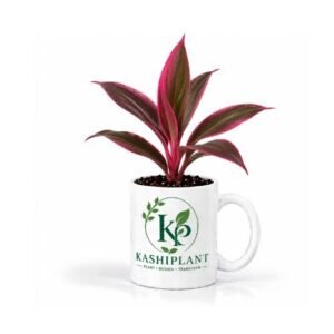Cordyline Pink in Ceramic Mug Planter | Kashi Plant