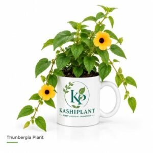 Thunbergia Plant in Premium Ceramic Mug Planter | Kashi Plant