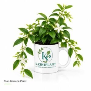 Star Jasmine Plant in Premium Ceramic Mug Planter | Kashi Plant