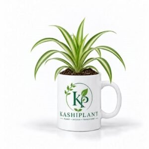 Spider Plant in Ceramic Mug Planter | Kashi Plant