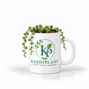 String of Pearls Plant in Premium Ceramic Mug Planter | Kashi Plant
