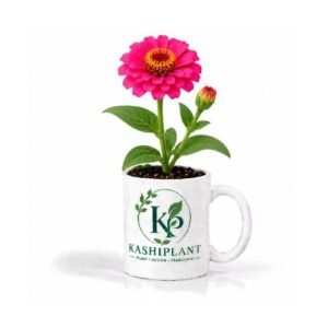 Zinnia Plant in Premium Ceramic Mug Planter | Kashi Plant