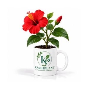 Hibiscus Plant in Ceramic Mug Planter | Kashi Plant