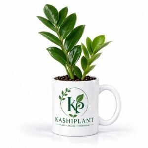 ZZ Plant in Premium Ceramic Mug Planter | Kashi Plant