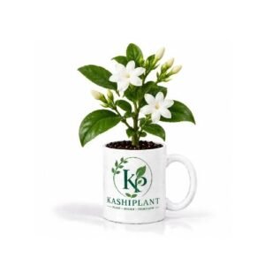 Jasmine Plant in Ceramic Mug Planter | Kashi Plant