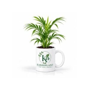 Bamboo Palm in Premium Ceramic Mug Planter | Kashi Plant