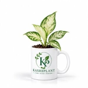 Aglaonema White in Premium Ceramic Mug Planter | Kashi Plant