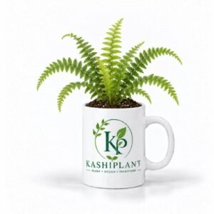 Boston Fern Plant in Ceramic Mug Planter | Kashi Plant