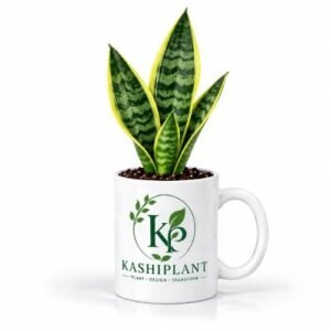 Snake Plant in Premium Ceramic Mug Planter | Kashi Plant