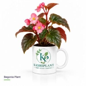 Begonia Plant in Premium Ceramic Mug Planter | Kashi Plant
