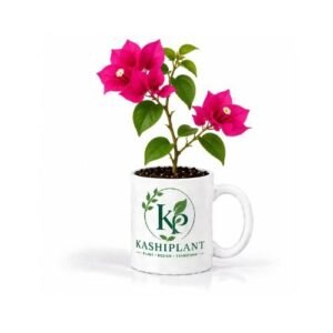 Bougainvillea Plant in Ceramic Mug Planter | Kashi Plant