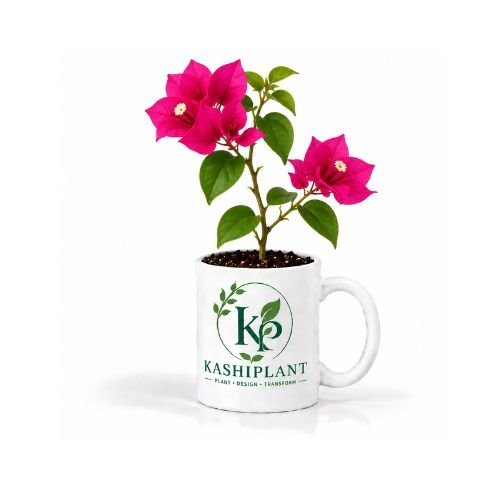 Bougainvillea Plant in Ceramic Mug Planter | Kashi Plant