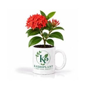 Lxora (Rukmini) Plant in Premium Ceramic Mug Planter | Kashi Plant