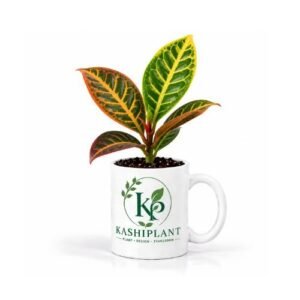 Croton Petra in Ceramic Mug Planter | Kashi Plant