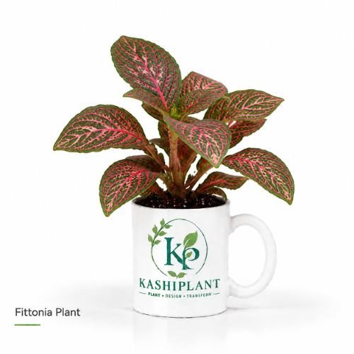 Fittonia Plant in Premium Ceramic Mug Planter | Kashi Plant
