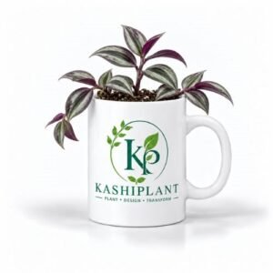 Tradescantia Zebrina Plant in Premium Ceramic Mug Planter | Kashi Plant