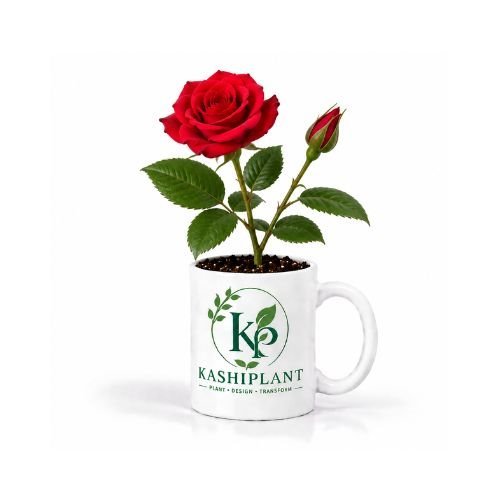 Rose Plant in Ceramic Mug Planter | Kashi Plant