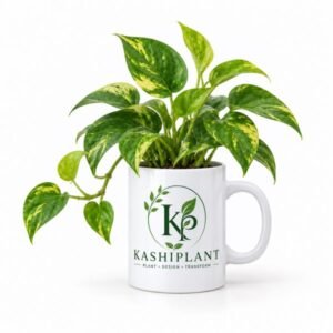 Golden Money Plant in Premium Customizable Ceramic Mug