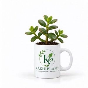 Jade Plant in Ceramic Mug Planter | KashiPlant