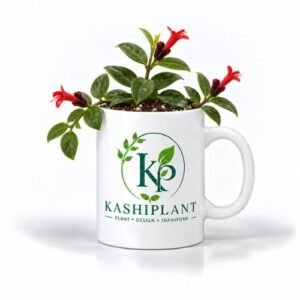 Lipstick Plant in Premium Ceramic Mug Planter | Kashi Plant