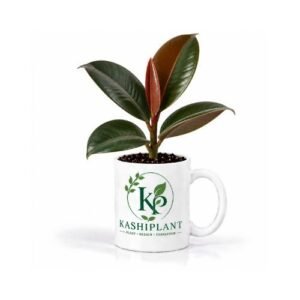 Ficus Elastica in Ceramic Mug Planter | Kashi Plant