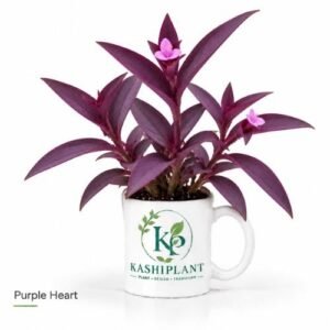 Purple Heart Plant in Premium Ceramic Mug Planter | Kashi Plant