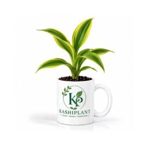 Dracaena Golden in Ceramic Mug Planter | Kashi Plant