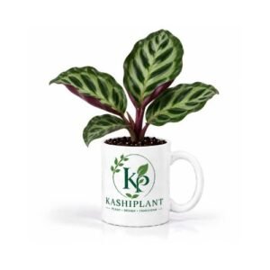 Calathea in Ceramic Mug Planter | Kashi Plant