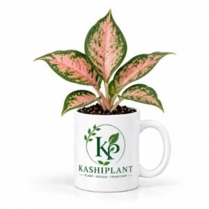 Aglaonema Pink in Premium Ceramic Mug Planter | Kashi Plant