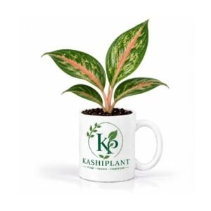 Chinese Evergreen in Ceramic Mug Planter | Kashi Plant