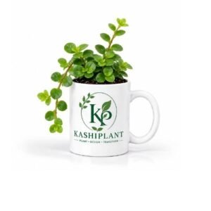 Turtle Vine in Premium Ceramic Mug Planter | Kashi Plant