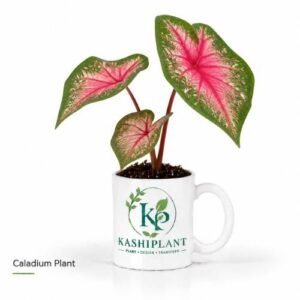 Caladium Plant in Premium Ceramic Mug Planter | Kashi Plant