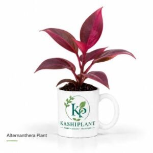Alternanthera Plant in Premium Ceramic Mug Planter | Kashi Plant