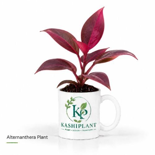 Alternanthera Plant in Premium Ceramic Mug Planter | Kashi Plant