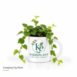 Creeping Fig Plant in Premium Ceramic Mug Planter | Kashi Plant