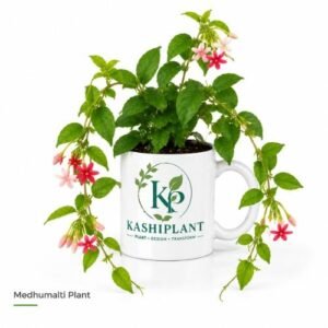 Medhumalti Plant in Premium Ceramic Mug Planter | Kashi Plant