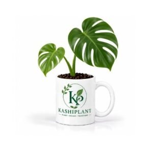 Monstera Deliciosa in Ceramic Mug Planter | Kashi Plant